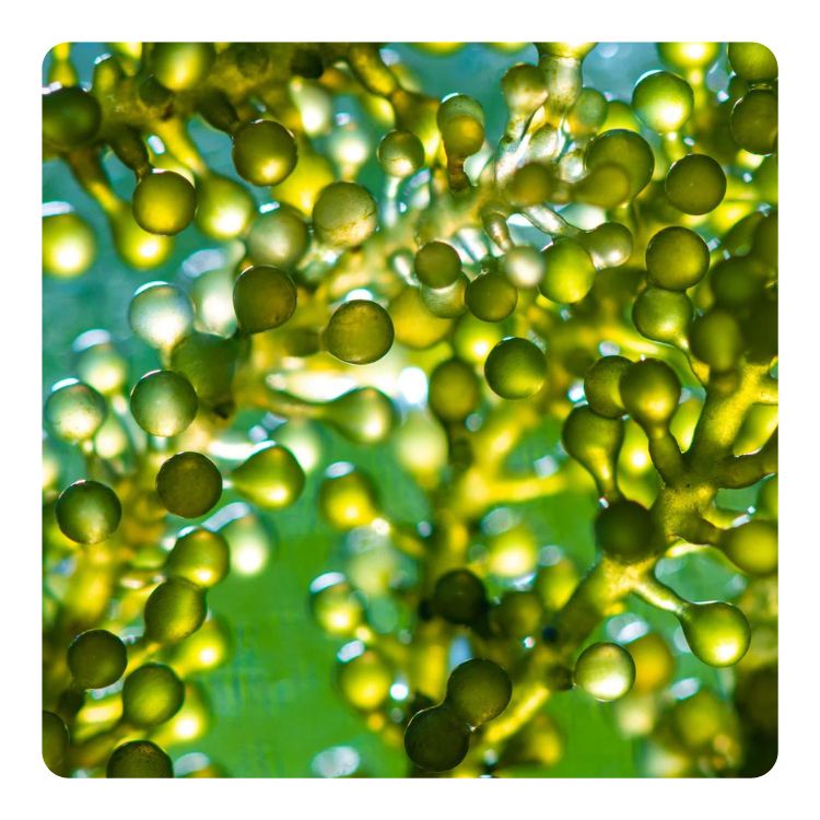 BIOTANICALS