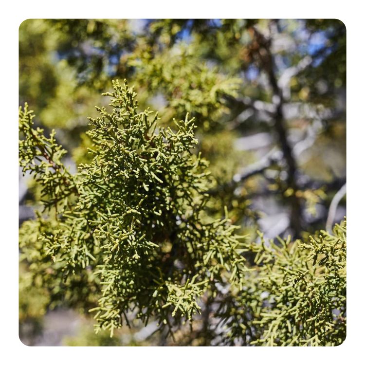 BIOTANICALS